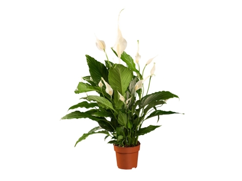 Spathyphyllum