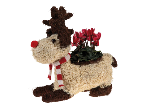 Composizione natalizia a forma di renna