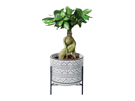 Piante “Easy-care”