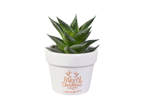 Haworthia