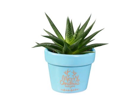 Haworthia