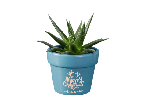 Haworthia