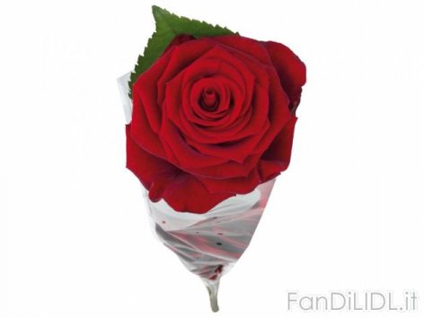Rosa (Fiori)