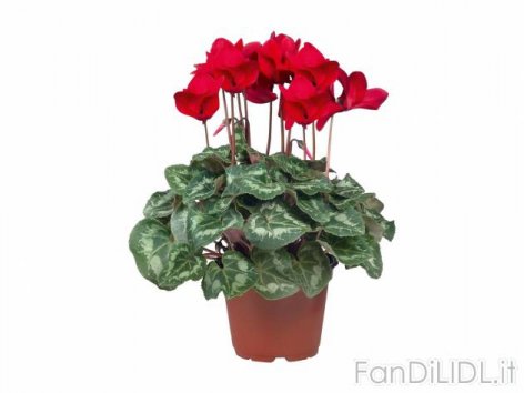 Ciclamini (Fiori)