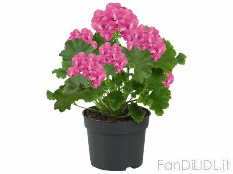 Gerani (Fiori)