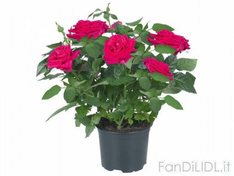 Rose in vaso (Fiori)