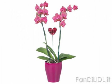 Orchidee in vaso (Fiori)