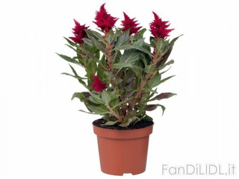 Celosia (Fiori)