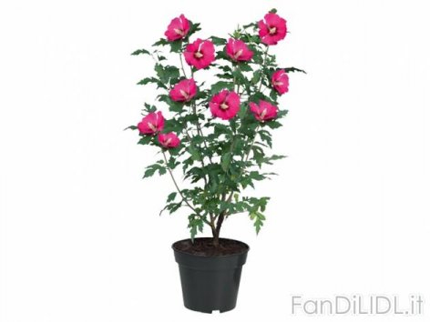 Ibisco (Fiori)