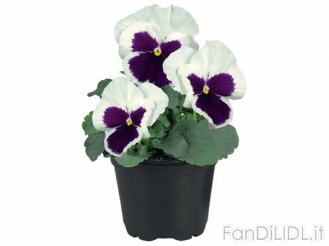 Viole del pensiero (Fiori)