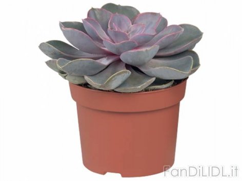 Cactus o Succulente (Fiori)