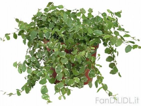 Piante rampicanti (Fiori)