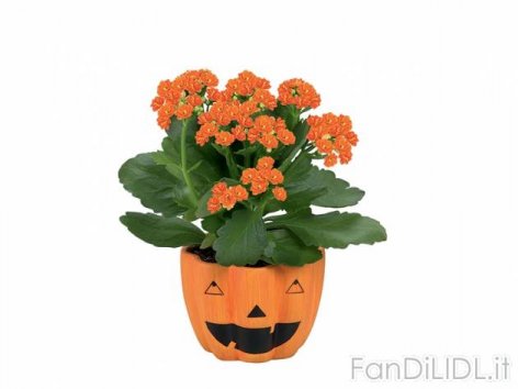 Piantine fiorite (Moda, abbigliamento)