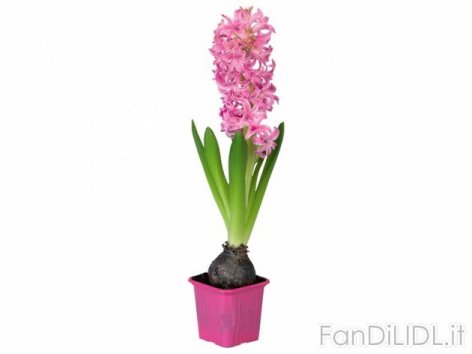 Giacinti (Fiori)