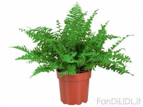 Nephrolepis (Fiori)