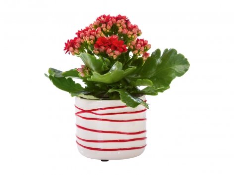 Piantine Fiorite