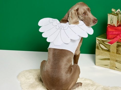 Costume natalizio per cani