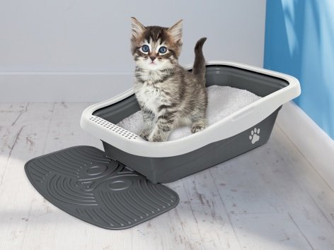 Lettiera per gatti