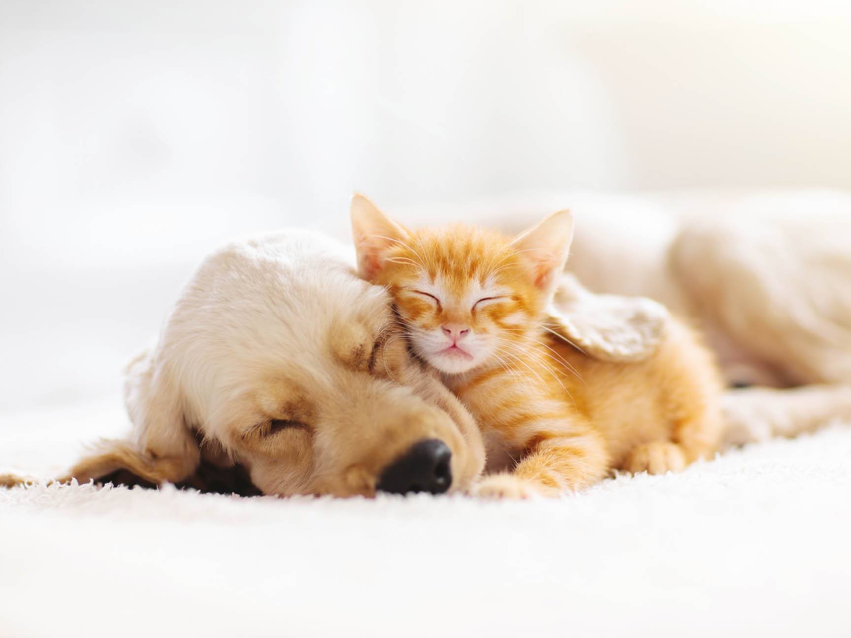 Amici a 4 Zampe
    
      Hotel pet friendly