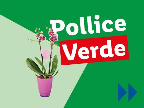 Piante e Recisi - Offerte valide da lun 10 febbraio 2025