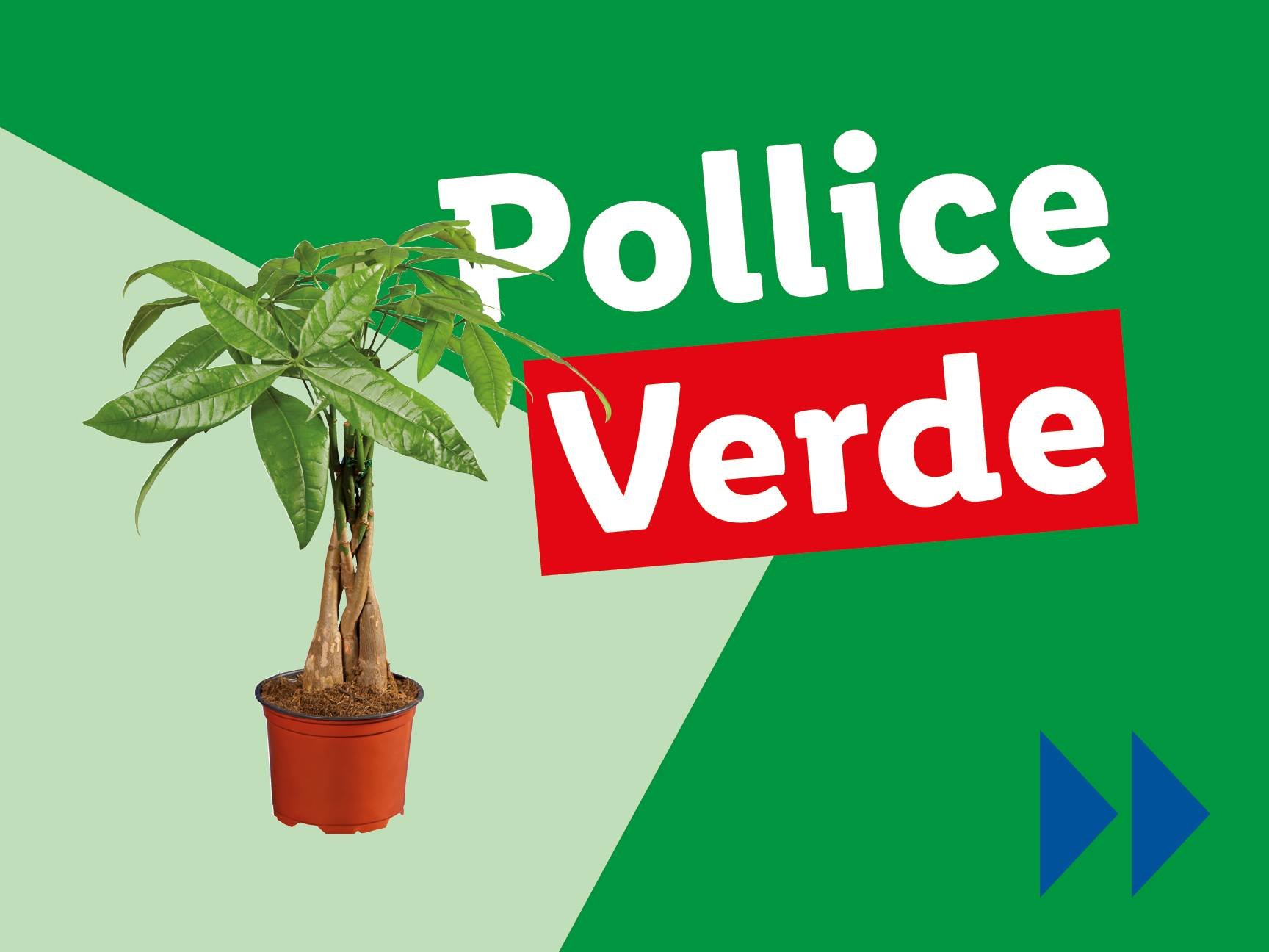 Piante e Recisi