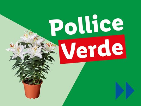 Piante e Recisi - Offerte valide da lun 23 giugno 2025