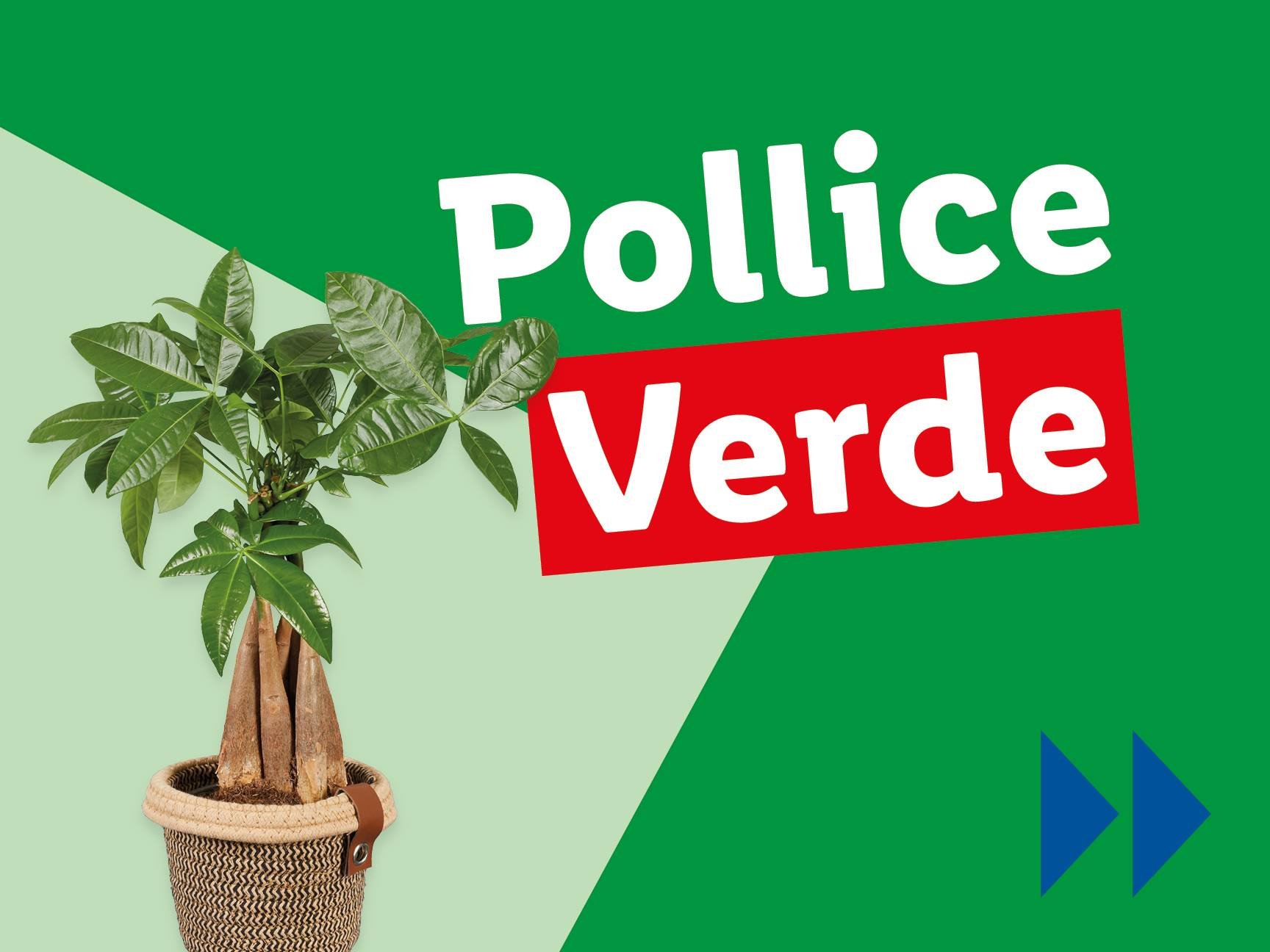Piante e Recisi