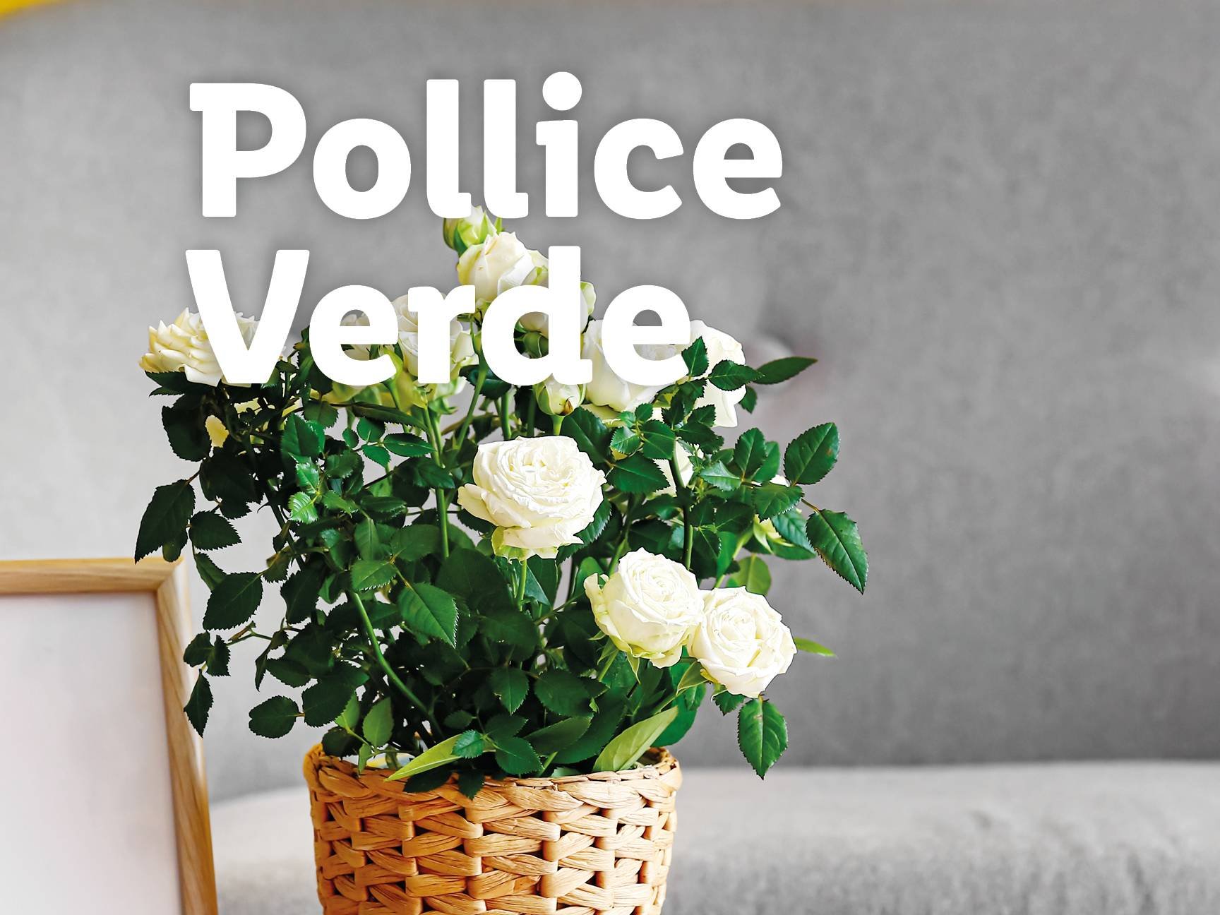 Piante e Recisi