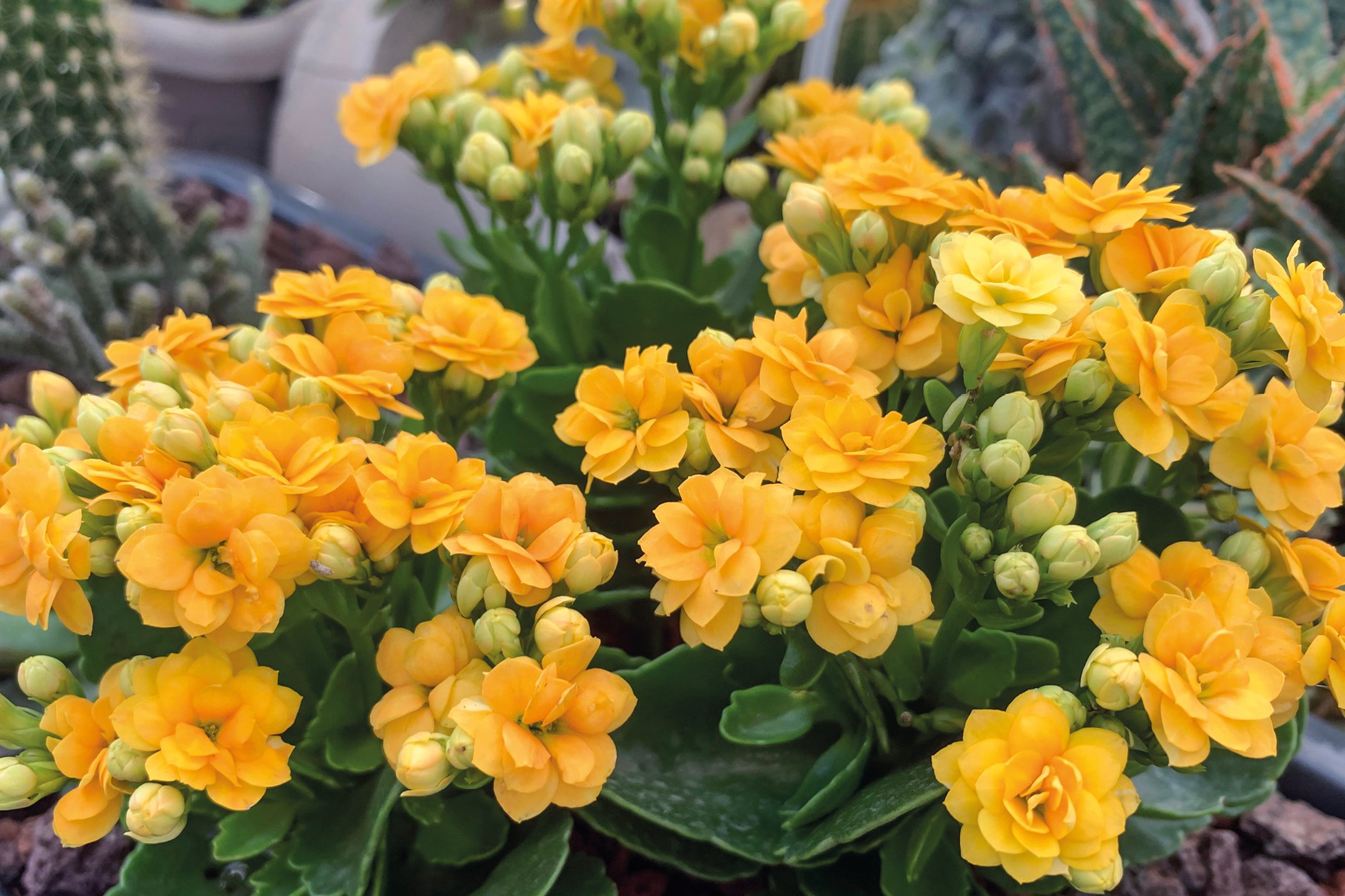 Fiori e piante