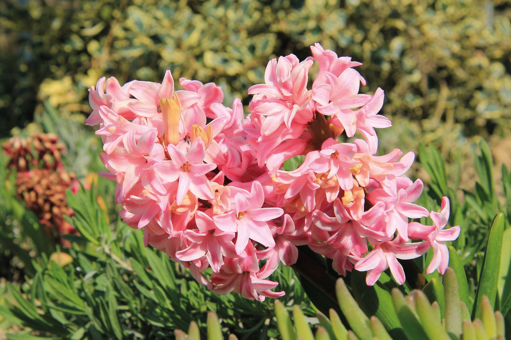 Fiori e piante