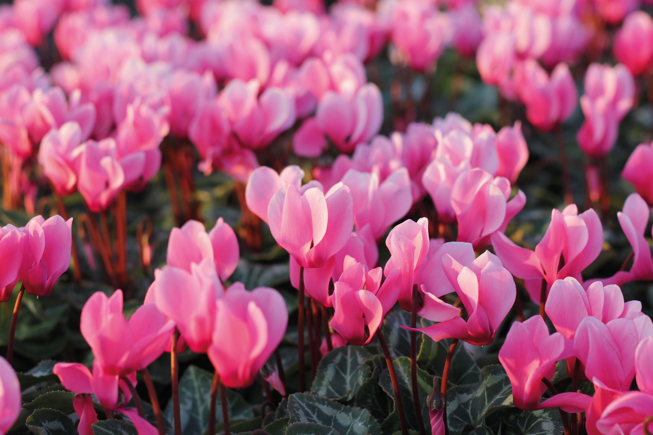 Fiori e Piante
