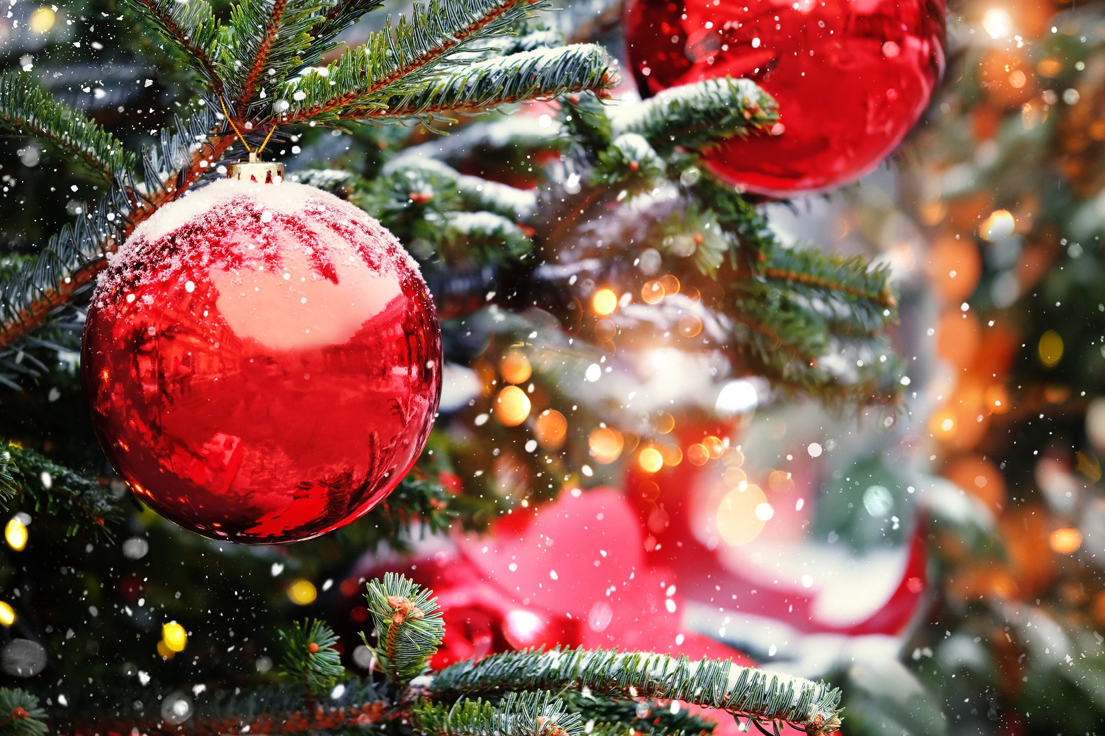 Fiori e Piante: Il profumo del Natale