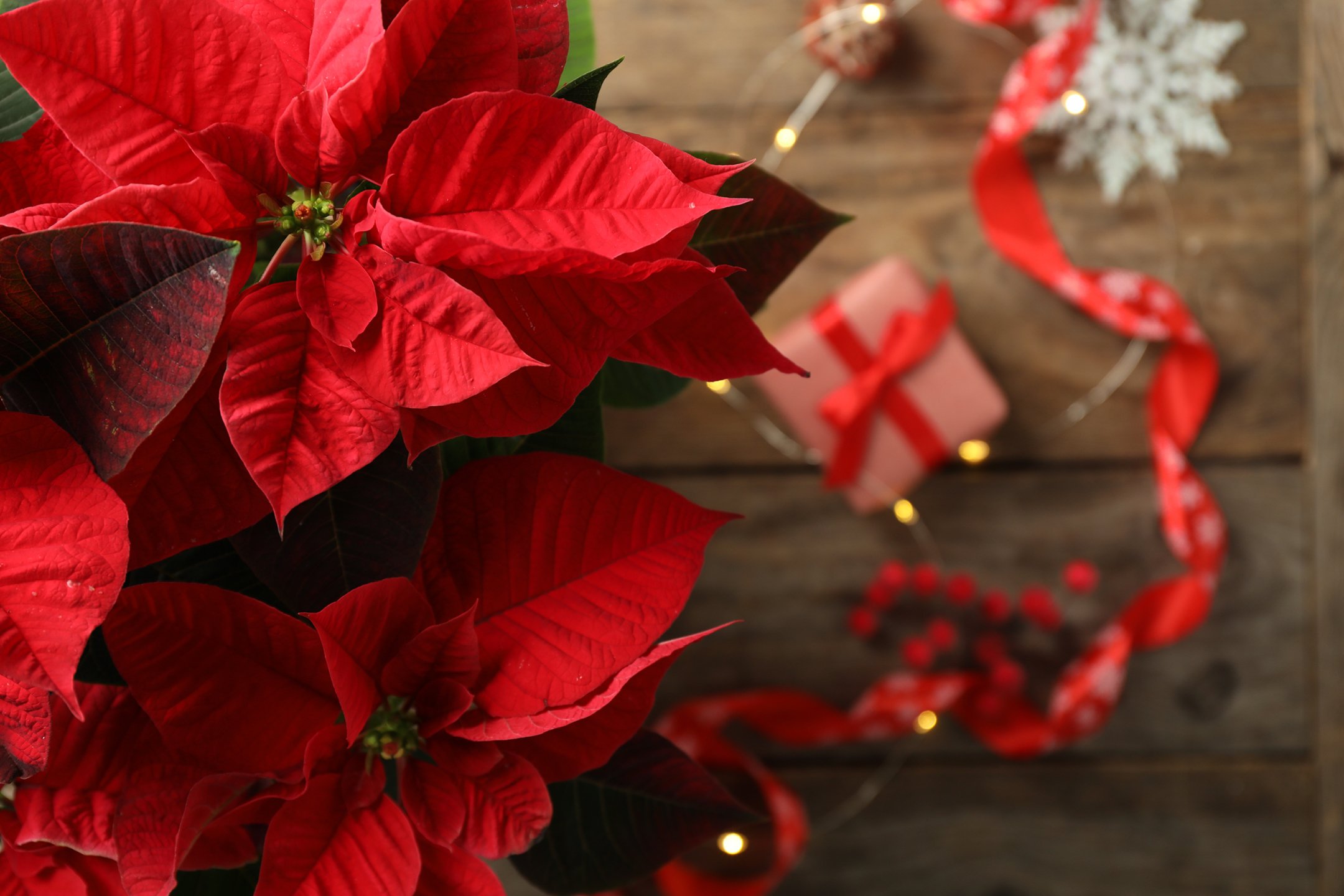 Fiori e Piante: Il profumo del Natale