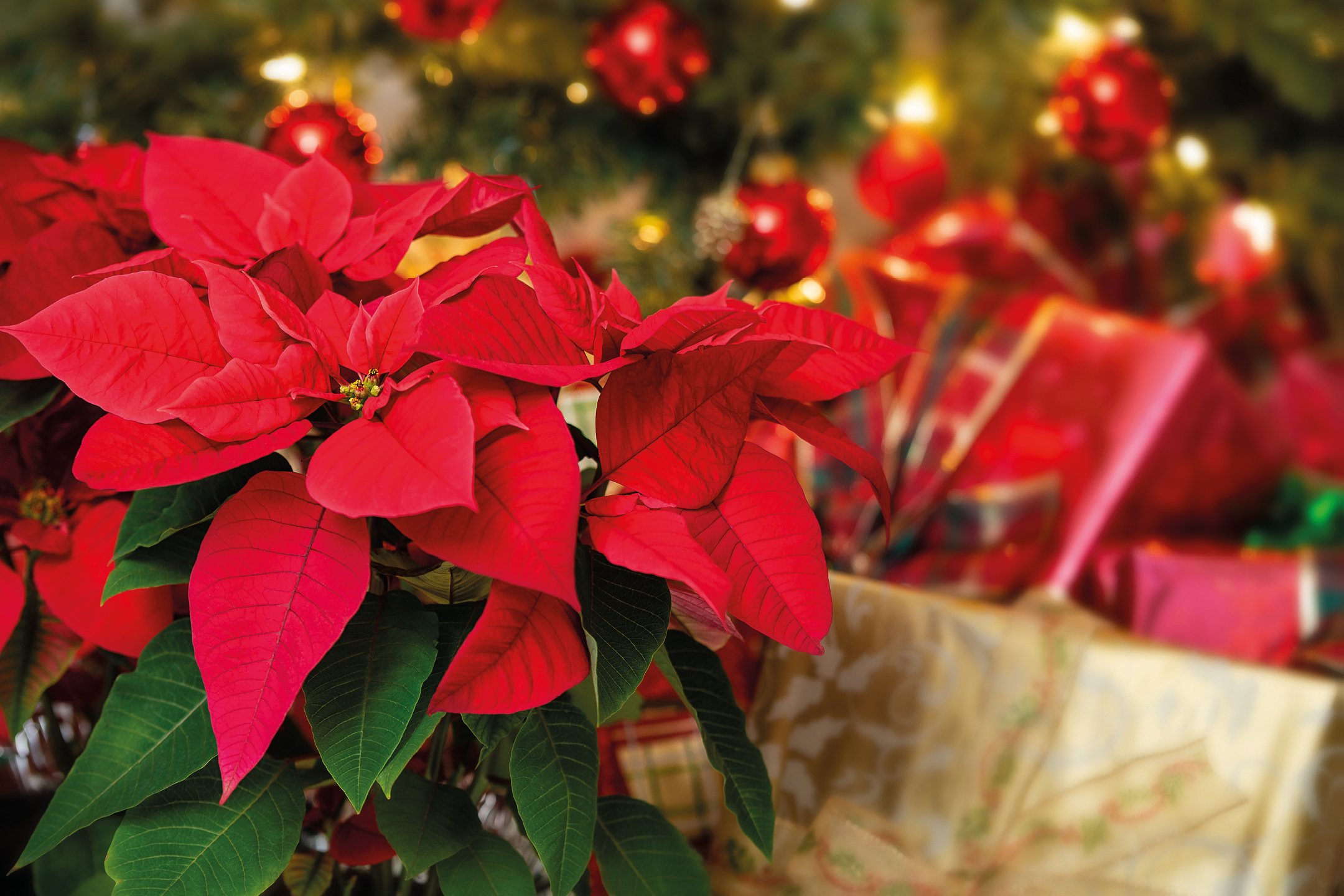 Fiori e Piante: Il profumo del Natale