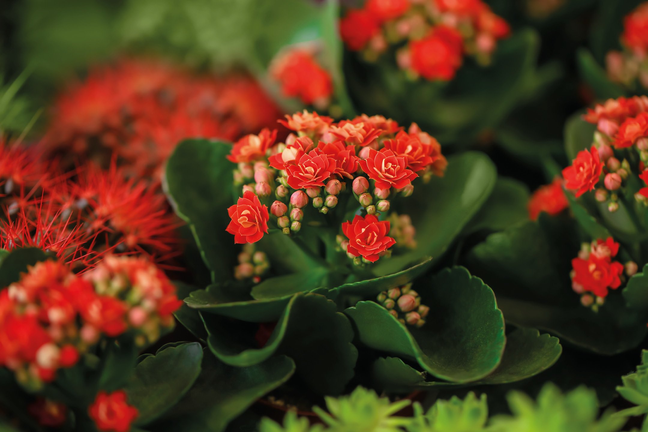 Fiori e Piante