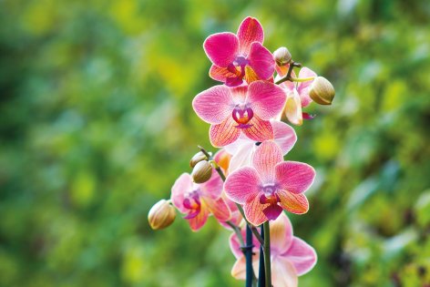 Fiori e Piante - Offerte valide da lun 19 gennaio 2026