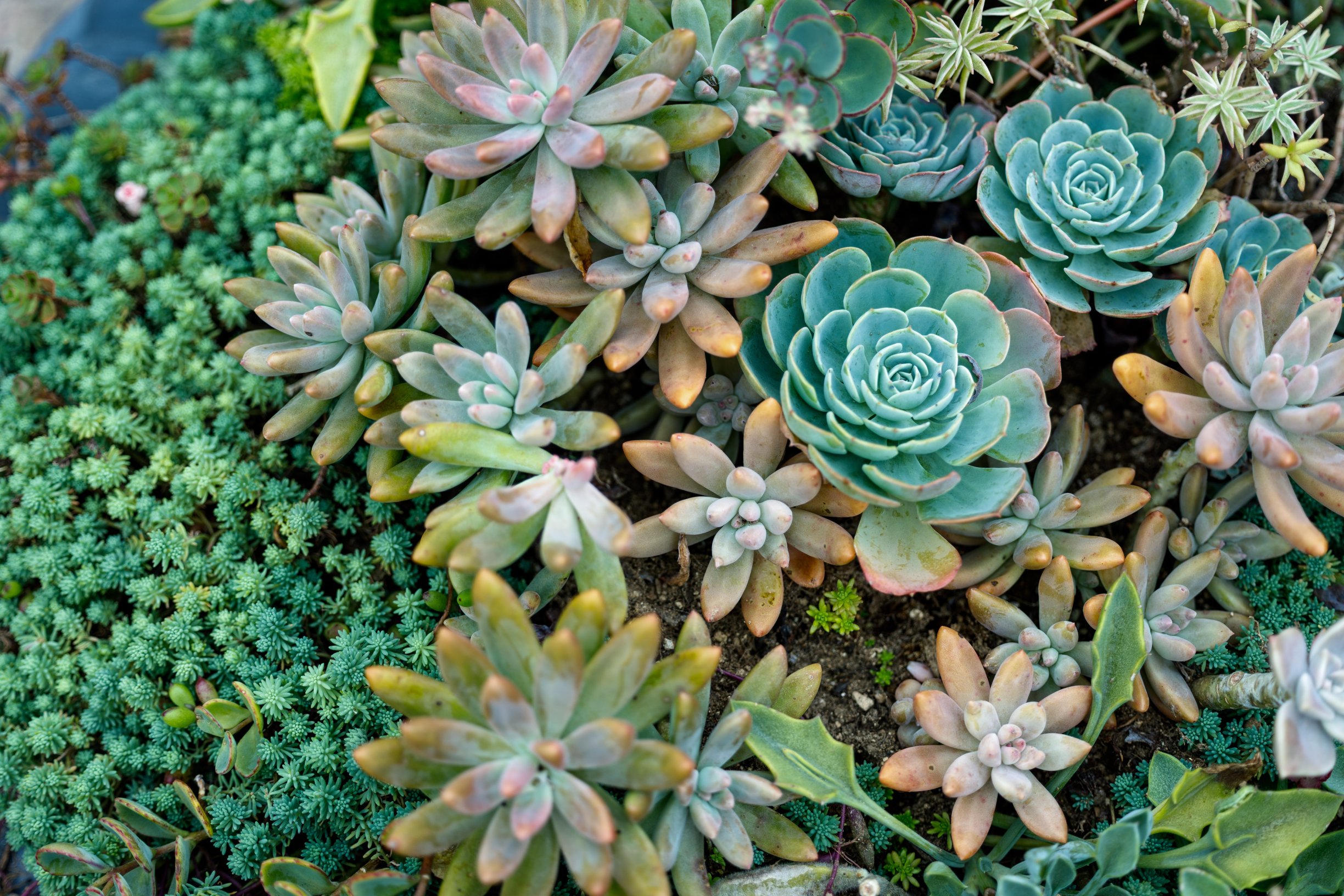 Fiori e Piante