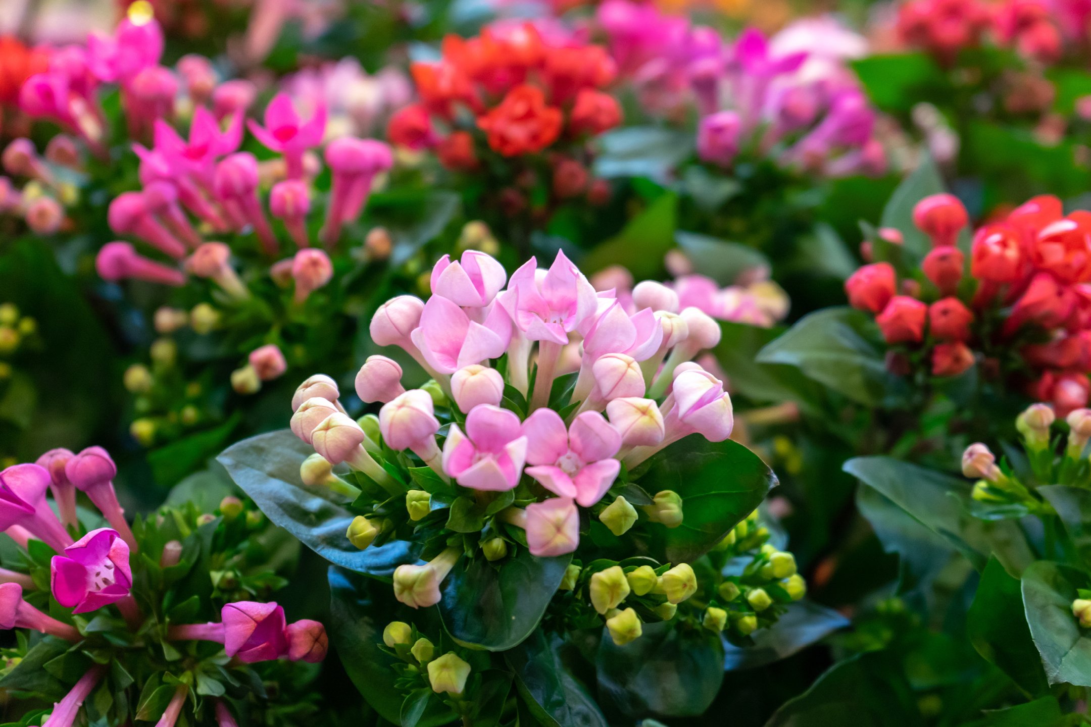 Fiori e Piante