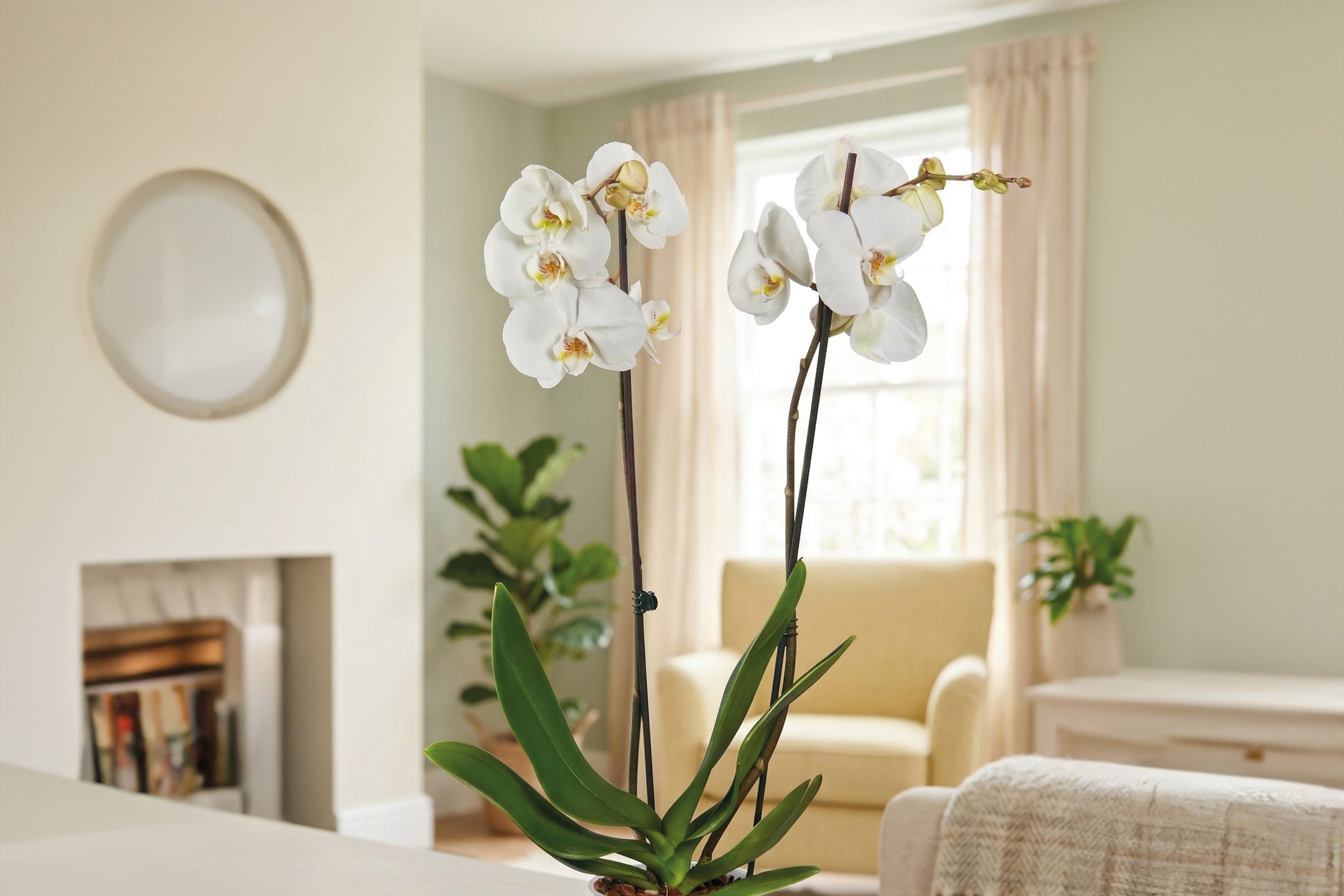 Fiori e Piante