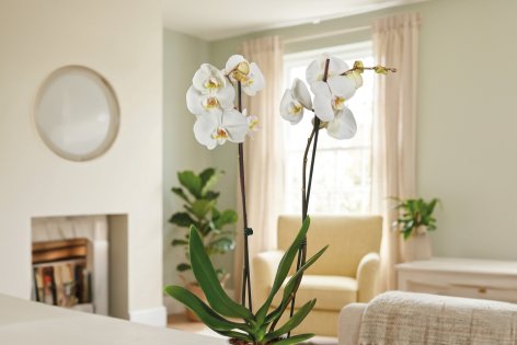 Fiori e Piante - Offerte valide da lun 13 aprile 2026