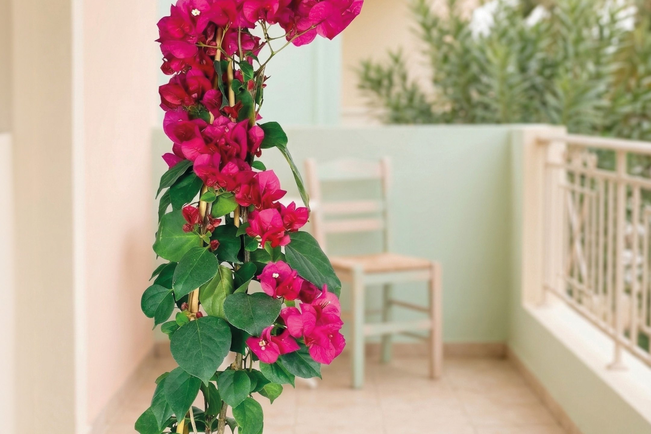 Fiori e Piante