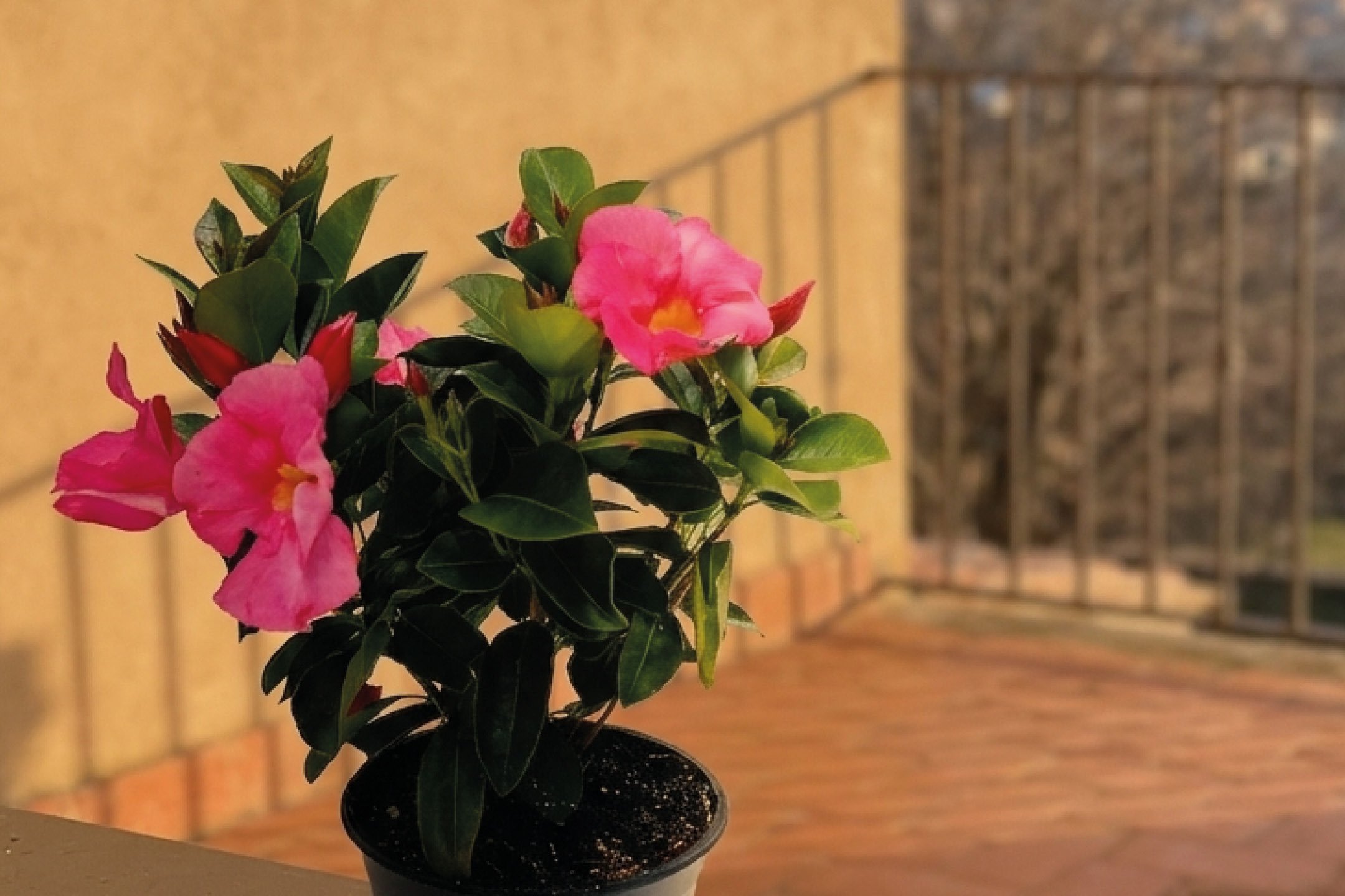 Fiori e Piante