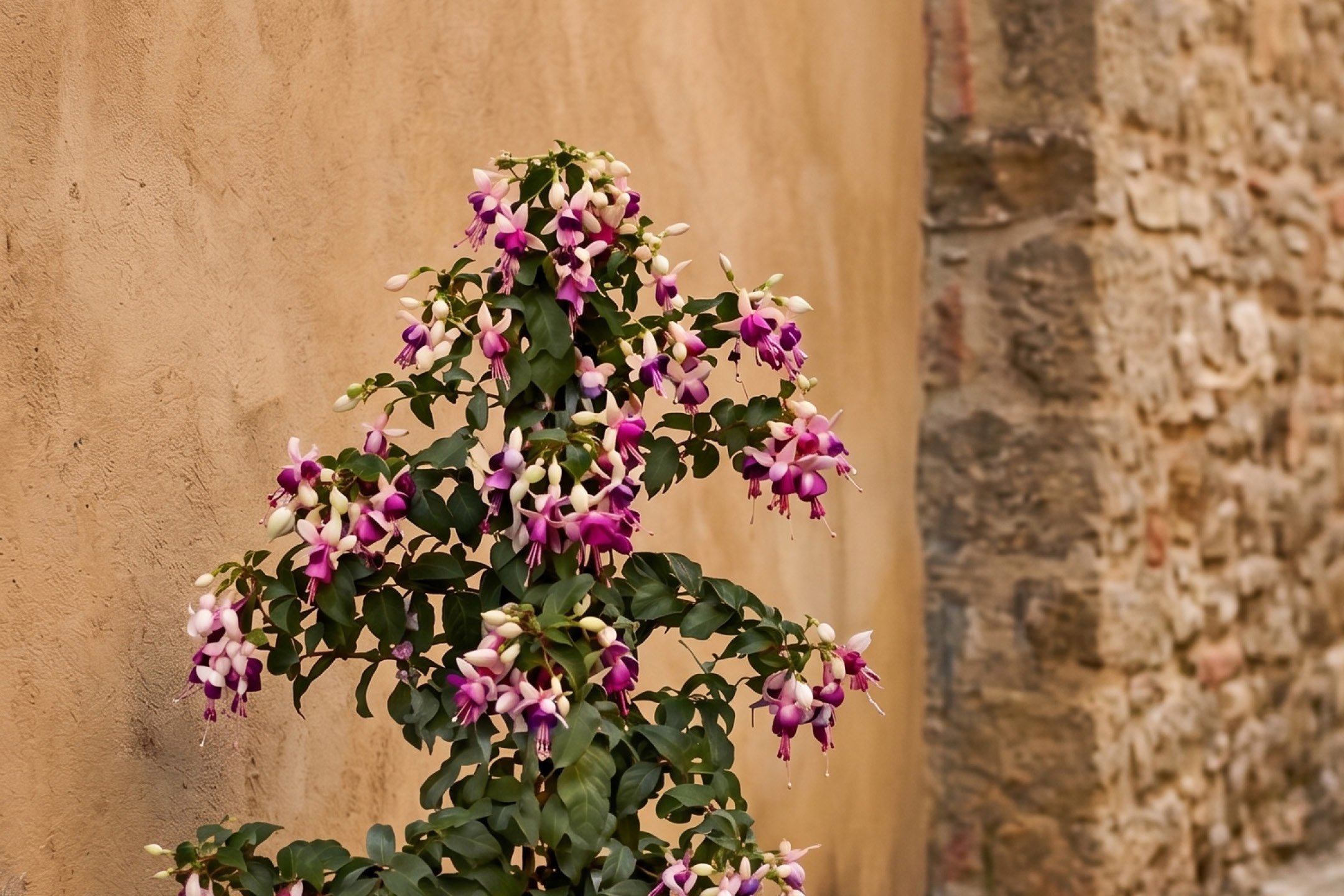 Fiori e Piante