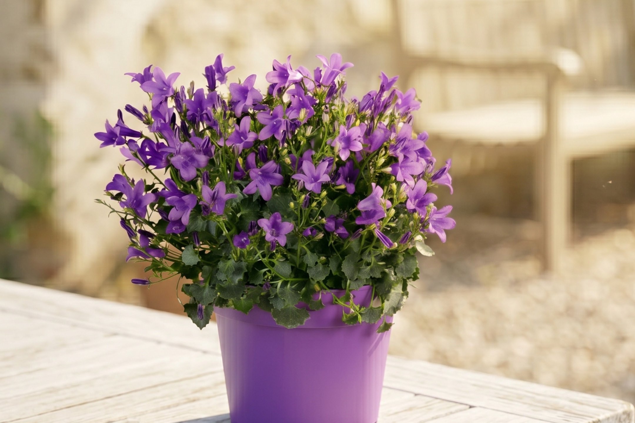 Fiori e Piante