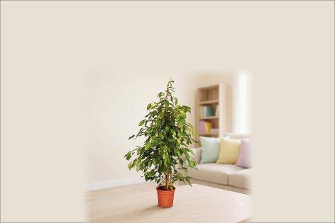 Fiori e Piante - Offerte valide da gio 23 luglio 2026