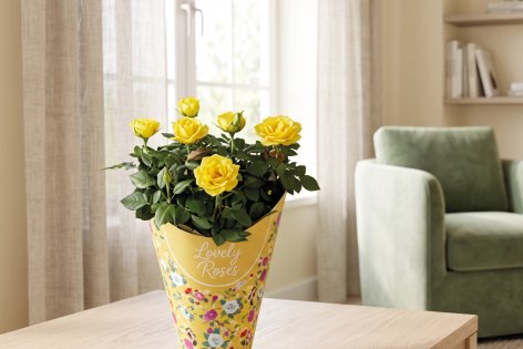 Fiori e Piante - Offerte valide da gio 30 luglio 2026
