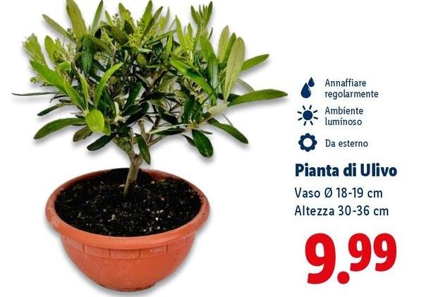 Pianta Di Ulivo