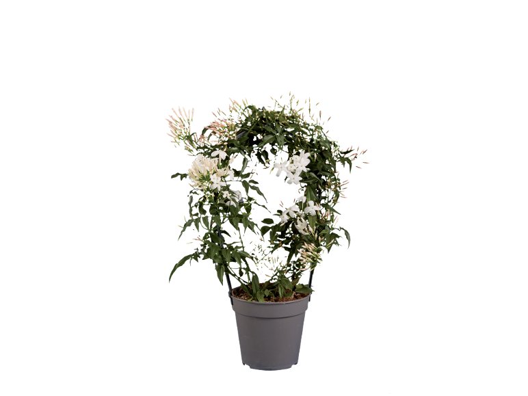 Stephanotis, Gelsomino o Gardenia
