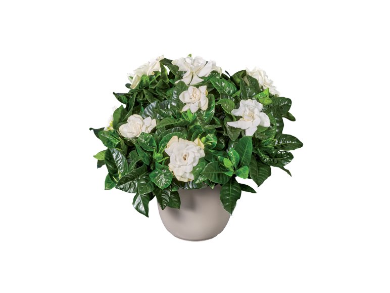 Stephanotis, Gelsomino o Gardenia