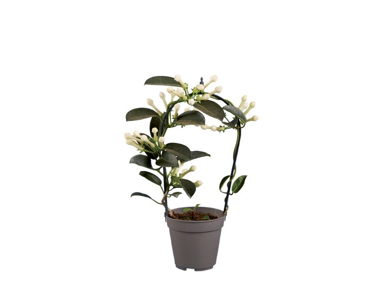 Stephanotis, Gelsomino o Gardenia